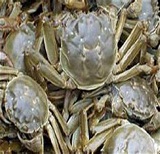 洪湖螃蟹(生態野生母大閘蟹)